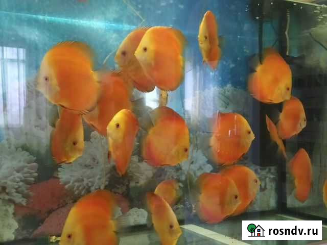 Дискусы Нижний Тагил - изображение 1