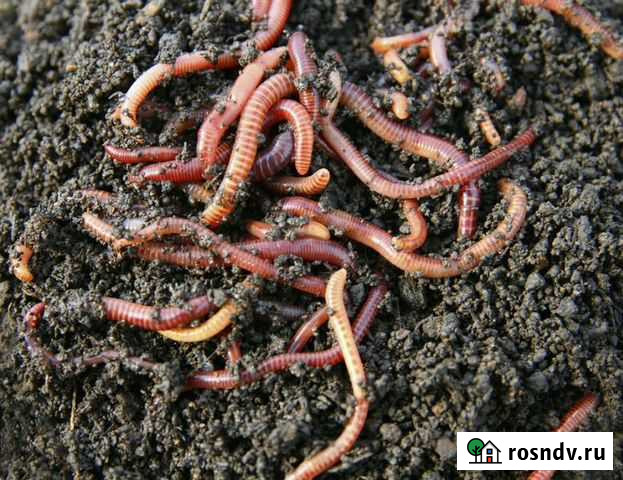 Черви,опарыш Оренбург - изображение 1