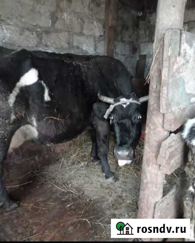 Корова Отрадная - изображение 1