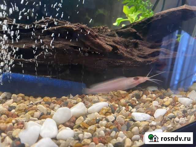 Клариус Санкт-Петербург - изображение 1