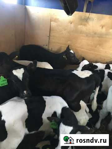 Бычки телята от 1м Архангельская - изображение 1