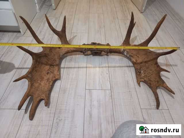 Рога лося Екатеринбург - изображение 1