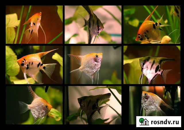 Скалярия Воронеж - изображение 1