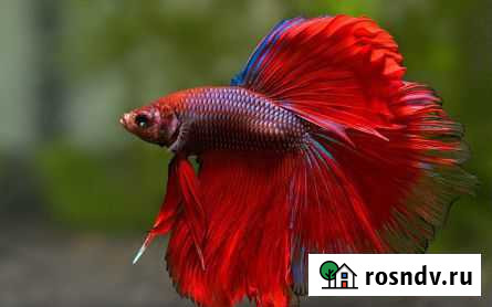 Петушок сиамский Супердельта Омск - изображение 1