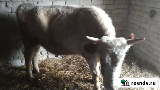 Бычки и быки на мясо Троицкая - изображение 1