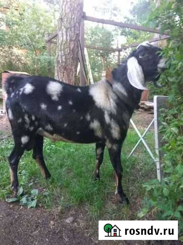 Козел, козлики Санкт-Петербург - изображение 1