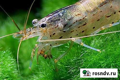 Креветки Неокардины Новокузнецк - изображение 1