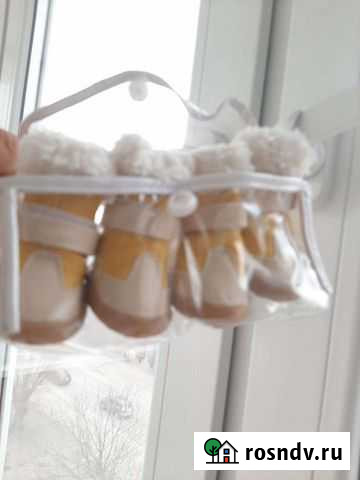 Ботинки для собачки очень маленького размера Краснодар - изображение 1