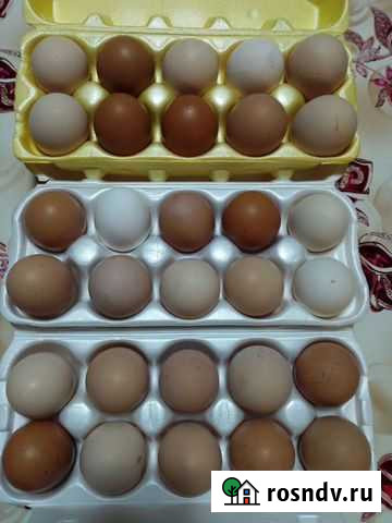 Домашние куриные яйца Чаплыгин - изображение 1