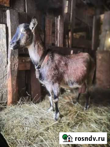 Козье хозяйство из 4 голов Бабынино - изображение 1