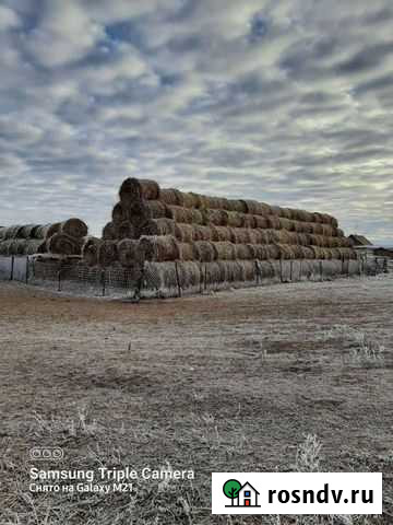 Сено в рулонах Ленинск - изображение 1