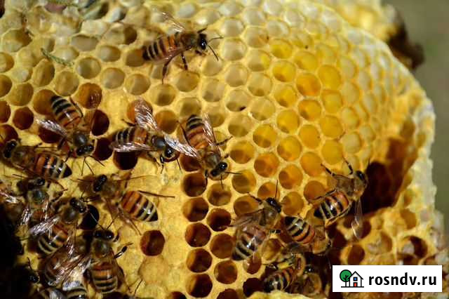 Сниму рой. Избавлю от пчел Междуреченск - изображение 1