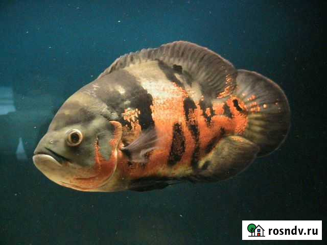 Аквариумы для дома, для торговли, для разведения Краснодар - изображение 1