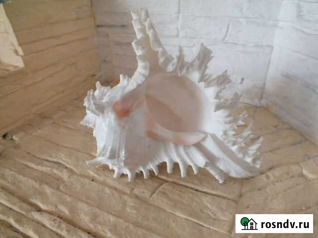 Морская раковина Минусинск - изображение 1