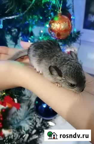 Шиншилла Тында - изображение 1