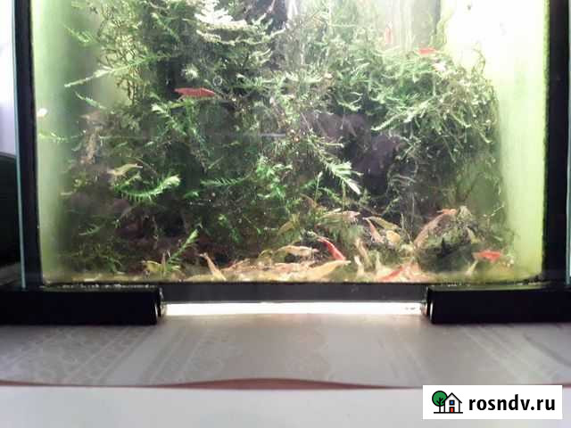 Грунт, лампы Juwel Дедовск - изображение 1