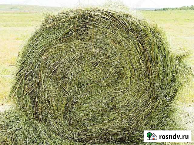 Сено разнотравье злаковое зелёное Заокский - изображение 1