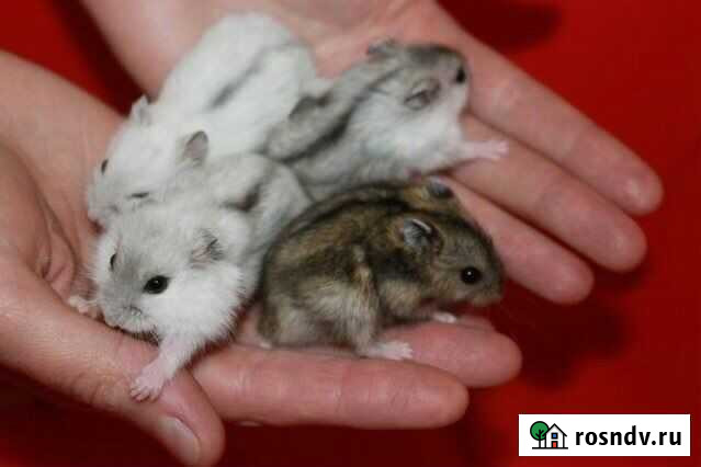 Джунгарский хомяк Курган - изображение 1