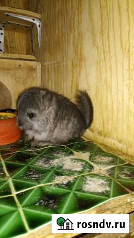 Ангора девочка шиншилла Хабаровск - изображение 1