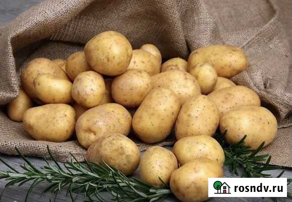 Картофель Улан-Удэ - изображение 1