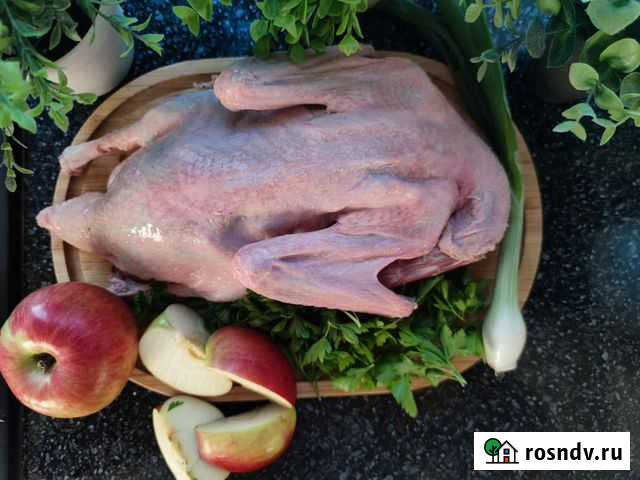 Утка домашняя Калининград - изображение 1