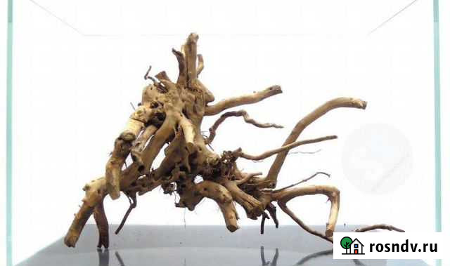 Коряги. Корни азалии. Виноградная лоза Воронеж - изображение 1