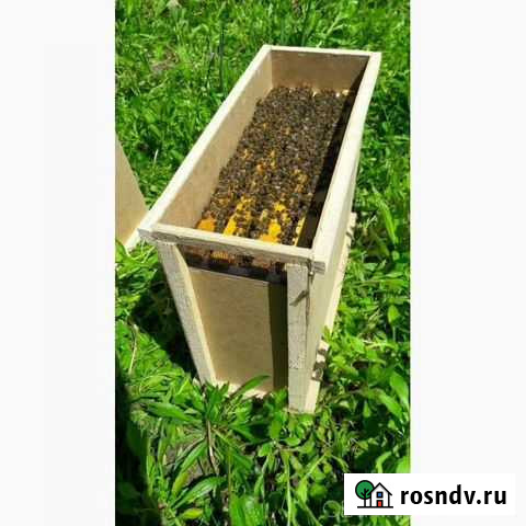 Пчелопакеты Аксубаево - изображение 1