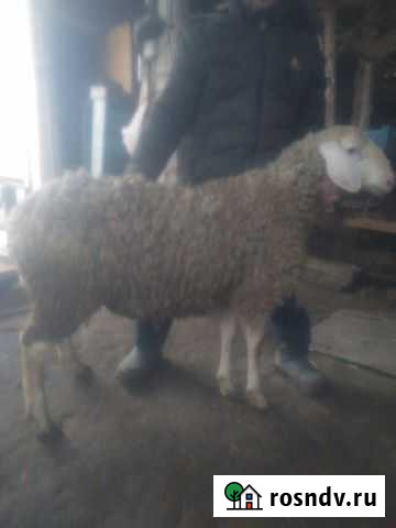 Баран Евпатория - изображение 1