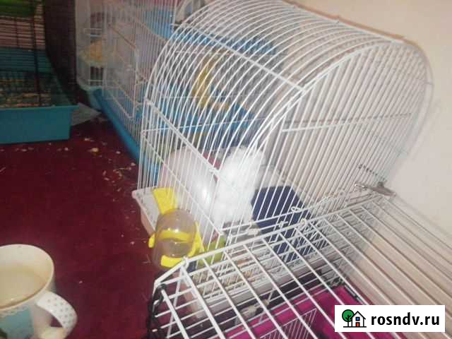 Клетки Сочи - изображение 1