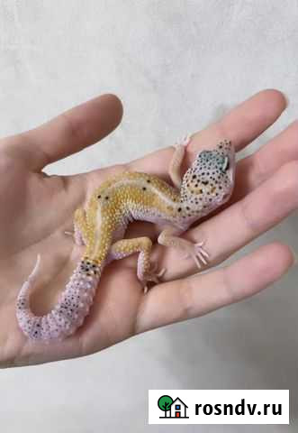 Геккон эублефар Мурино - изображение 1