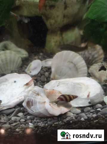 Улитка Хелена Люберцы - изображение 1