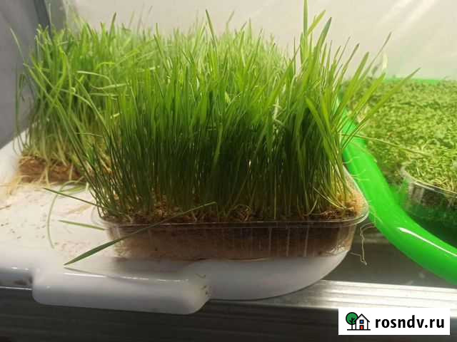 Пшеница для животных Киров - изображение 1