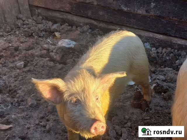 Хряк Чита - изображение 1