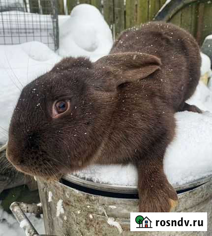 Кролики породы Французский баран и Строкач - Не Думиничи - изображение 1