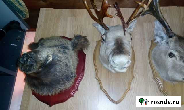 Чучела животных Оренбург - изображение 1