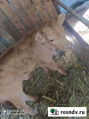 Бычки и быки телки Ачхой-Мартан - изображение 1