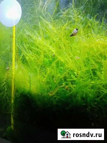 Амано креветка Тамбов - изображение 1