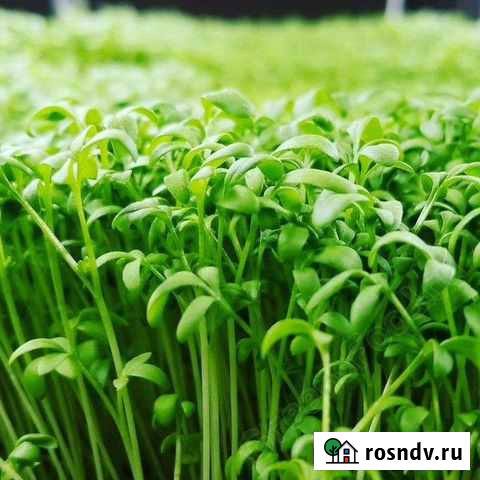 Микрозелень, здоровое питание Благовещенск - изображение 1