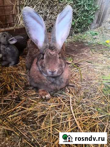 Кролики Фландр самка Санкт-Петербург - изображение 1