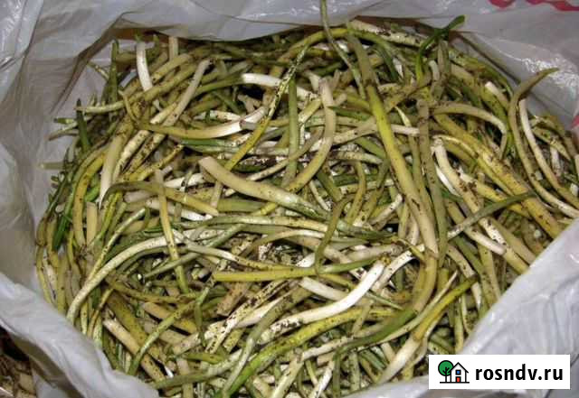 Черемша Подольск - изображение 1