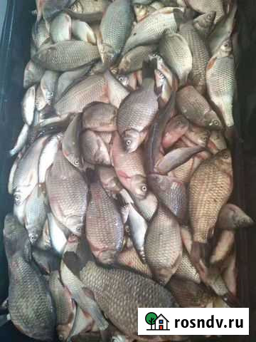 Рыба Чита - изображение 1