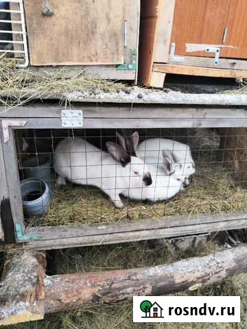 Кролики Трехгорный - изображение 1