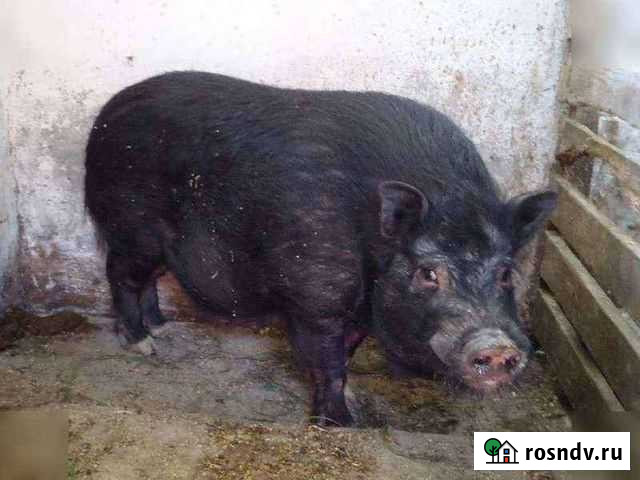 Вьетнамский вислобрюхий хряк Егорьевск - изображение 1