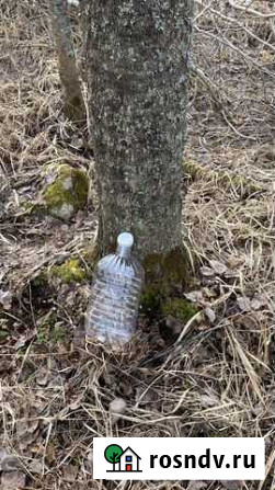 Березовый сок Всеволожск - изображение 1