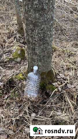 Березовый сок Всеволожск - изображение 1