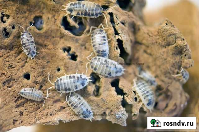 Мокрицы (Isopods) разные виды Новосибирск - изображение 1