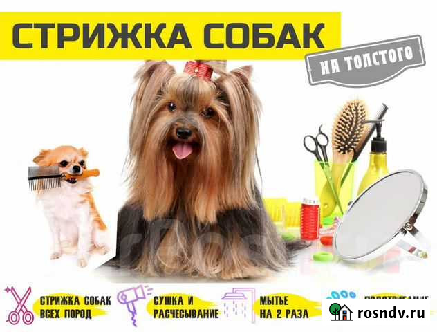 Стрижка собак - бережный и индивидуальный подход Владивосток - изображение 1