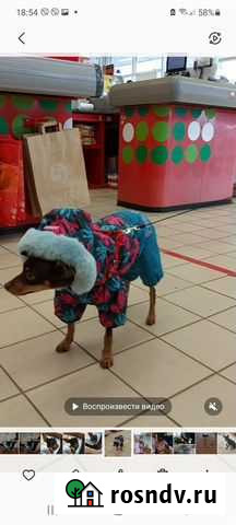 Продам зимний комбинезон для маленькой собачки Каменск-Уральский - изображение 1