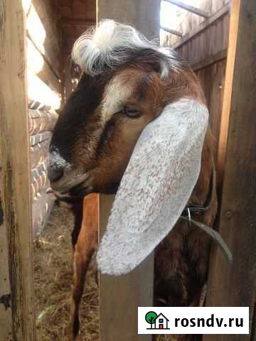 Козлики англо-нубийские 100 Нижний Тагил - изображение 1