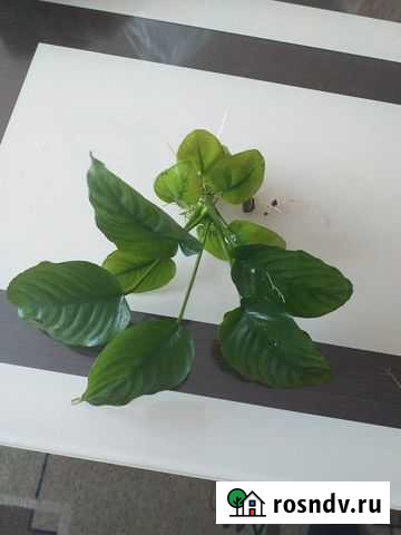 Аквариумные растения Набережные Челны - изображение 1